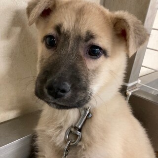 かわいい子犬　オルトくん　2ヶ月