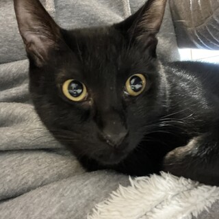 遊ぶの大好き！甘えん坊ボーイ約半年