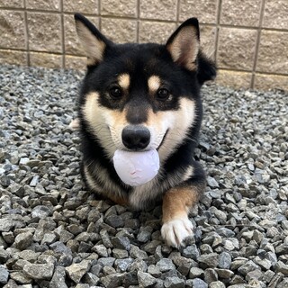 柴犬　男の子