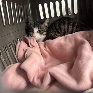 【助けて！】山で暮らす野良猫さんの里親を探してます