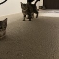子猫2ヶ月里親募集
