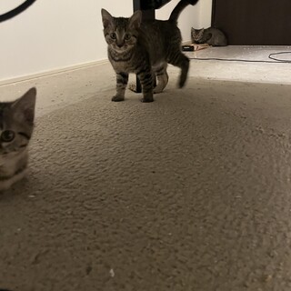 子猫2ヶ月里親募集