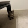 子猫2ヶ月里親募集 サムネイル2