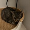子猫2ヶ月里親募集 サムネイル4