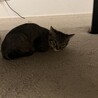 子猫2ヶ月里親募集 サムネイル3
