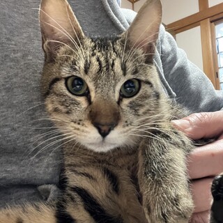 おてんば甘えん坊食いしん坊の三拍子揃姫