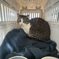 【助けて！】山で暮らす野良猫さんの里親を探してます