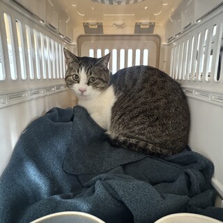 【助けて！】山で暮らす野良猫さんの里親を探してます