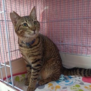 むっちりボディのオリスくん♪