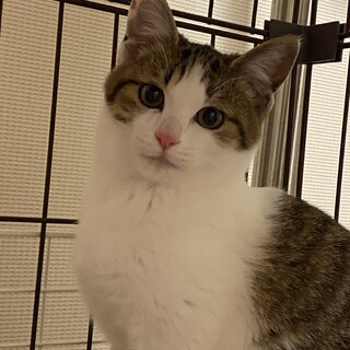 隠れミッキーをつけた控えめな女の子