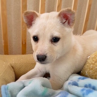 かわいい子犬　はやぶさちゃん　2ヶ月