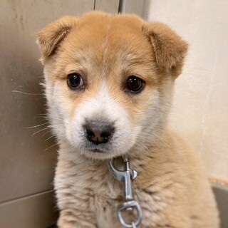 【相談中】かわいい子犬　金木犀くん　2ヶ月