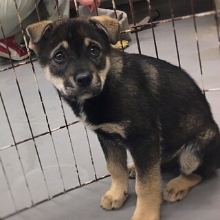 【相談中】かわいい子犬　ゆたかくん　3ヶ月