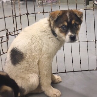 かわいい子犬　てまりくん　3ヶ月