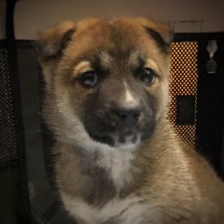 かわいい子犬　ブロンズくん　2ヶ月