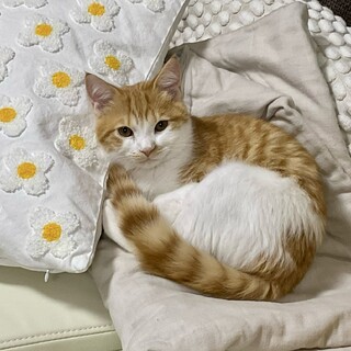 生後5ヶ月子猫　ラグドール×スコティッシュMIX