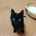 ＜トライアル中＞遊び好きで人が大好きな黒猫ちゃん♪