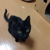 ＜トライアル中＞遊び好きで人が大好きな黒猫ちゃん♪ サムネイル2