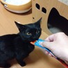 ＜トライアル中＞遊び好きで人が大好きな黒猫ちゃん♪ サムネイル3