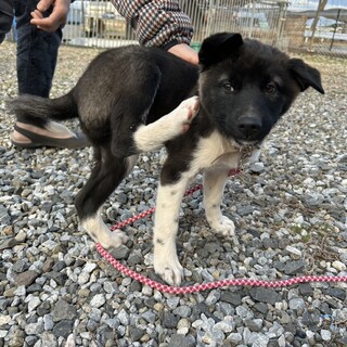 キキ★雄1歳ミックス★岐阜～