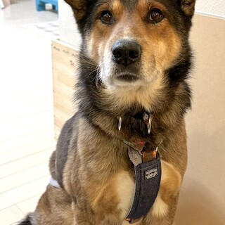 散歩大好き、穏やかで甘えん坊の男の子バリィ