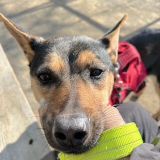 元気で可愛らしい女の子くろみです