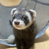 仲良し兄妹！2匹同時引き取り限定！交渉中 サムネイル2