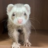 仲良し兄妹！2匹同時引き取り限定！交渉中 サムネイル3