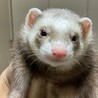 仲良し兄妹！2匹同時引き取り限定！交渉中 サムネイル4