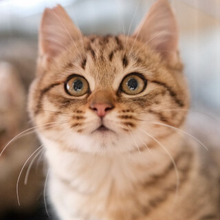 ふむふむ♡家族ができました