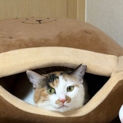 わんにゃん譲渡会