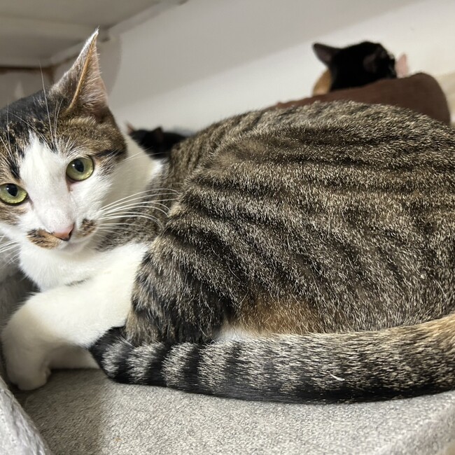 Ｗith  Catのカバー写真