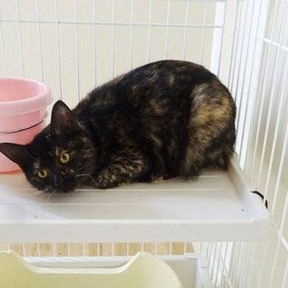 【急募】　今週末リリースする甘えん坊な女の子