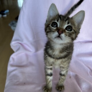 イケメンのやんちゃボーイ♡ベルくん2ヶ月