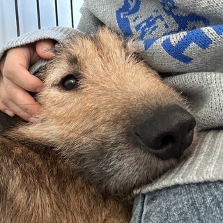 巨大カビバラ?!実写版テディベア!?超穏やか男の子