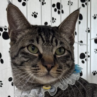 そっくりキジトラ５兄妹のヴェル君！