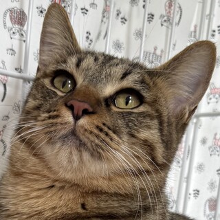 しっかりさんの美猫☆キジ猫あんちゃん！