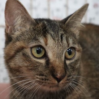 物怖じしない可愛いキジサビのりとるちゃん！