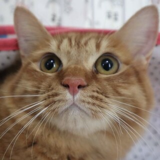 おっとりでちょっとビビリな茶トラのちゃお君！