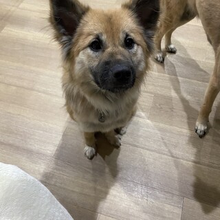 ヤキモチやきのあきちゃん