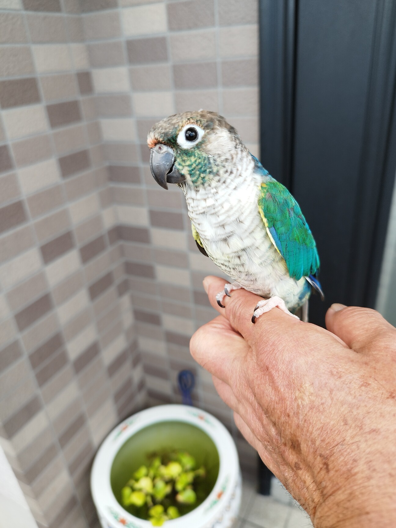 【真緒ページ】 「インコ☆オールスターズ」「ウロコさん」 真緒様専用ページ】 「インコ☆オールスターズ」「ウロコインコさん」