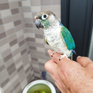 ウロコインコ（バイオレット）の里親募集中
