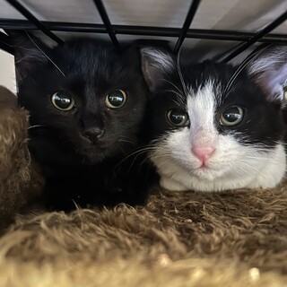 白黒ハチワレ × 大阪府が募集対象 × 子猫 × オス × 猫エイズが陰性