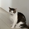 シジミ