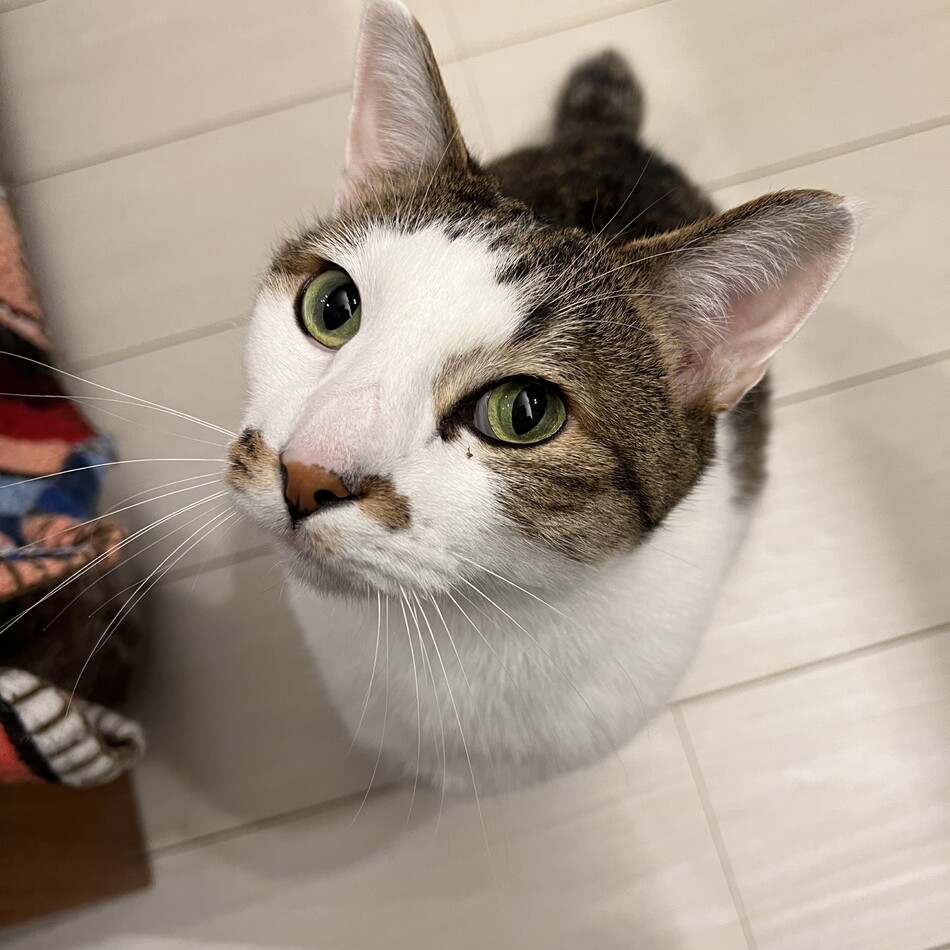 シジミのカバー写真