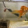 ユニークで人懐っこい金魚二匹 サムネイル2