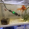 ユニークで人懐っこい金魚二匹 サムネイル3