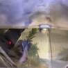 ベタメス サムネイル3