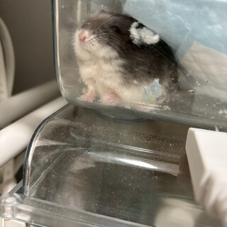 臆病なジャンガリアンハムスター　オス