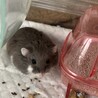 臆病なジャンガリアンハムスター　オス サムネイル2